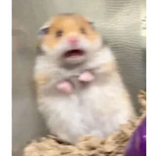 😱 276e6b04 criceto, animale, roditore, spaventato, scioccato, carino telegram sticker