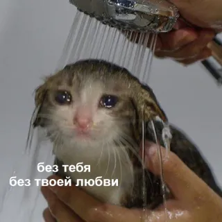 😔 3e6316f4 без тебя
без твоей любви gatto, triste, doccia, meme, animale domestico, animale, piangere telegram sticker