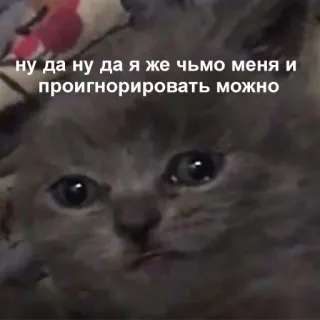 😢 5012beb6 ну да ну да я же чьмо меня и проигнорировать можно gatto, gattino, meme, russo, triste, ignorare telegram sticker