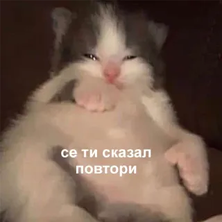 🤨 6068e10d се ти сказал повтори gattino, gatto, animale domestico, animale, carino, testo, meme telegram sticker