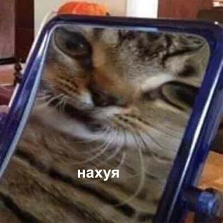 🤨 6679ccf8 нахуя gatto, offensivo, russo, meme, animale, tigrato telegram sticker