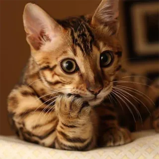 🤔 6b74e1bb gatto, animale, gattino, carino, felino, animale domestico, gatto domestico, tigrato telegram sticker