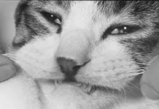 😬 6b798ddb gatto, animale, animale domestico, mammifero, gatto domestico, felino, carino telegram sticker