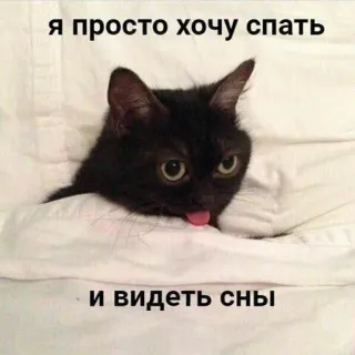 😴 7fe97cfa я просто хочу спать
и видеть сны gatto, dormire, animale, carino, meme, divertente telegram sticker