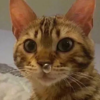 😐 80966d41 gatto, animale, animale domestico, carino, gattino, felino, divertente telegram sticker