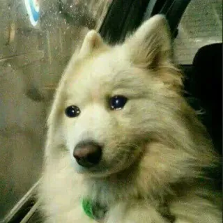 😭 80a3835e cane, triste, animale domestico, animale, carino, meme telegram sticker