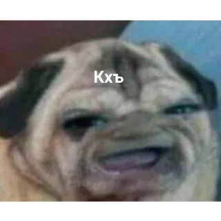 😄 88fcb7fe Кхъ carlino, cane, meme, animale, animale domestico, divertente telegram sticker