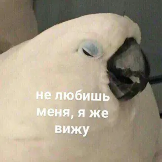 😒 8d83f09b не любишь меня, я же вижу pappagallo, uccello, meme, animale, cacatua telegram sticker