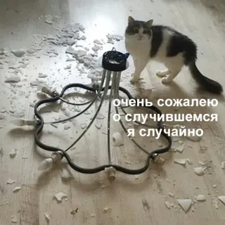 😐 a23820e1 очень сожалею о случившемся я случайно gatto, rotto, scuse, divertente, lampadario, incidente, mi dispiace telegram sticker