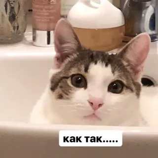 ☹️ b7f50e58 как так..... gatto, lavandino, domanda, carino, animale, russo, come mai? telegram sticker