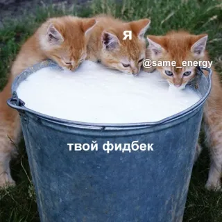 😍 b889a545 Я
@same_energy
твой фидбек gatto, gattino, latte, secchio, animali carini, meme telegram sticker