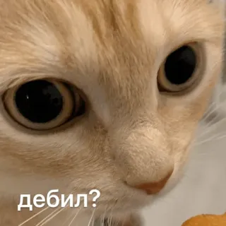 🙄 bcb55aab дебил? gatto, animale, offensivo, russo telegram sticker