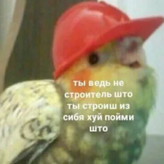 😒 bfe6c644 ты ведь не строитель што ты строишь из себя хуй пойми што uccello, pappagallo, costruzione, divertente, umorismo telegram sticker