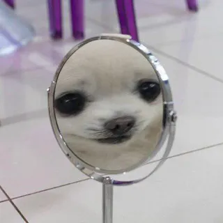 🙂 c00daf9d cane, specchio, riflesso, carino, animale domestico, animale telegram sticker