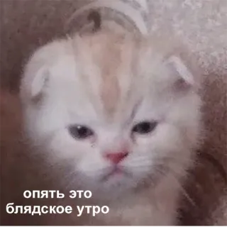 😠 cda810b1 опять это блядское утро gatto, gattino, meme, offensivo, russo telegram sticker