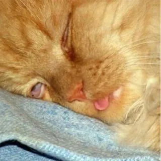 😴 da56589c gatto, dormire, gatto soriano arancione, animale, animale domestico, carino, lingua telegram sticker