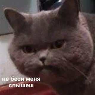 😡 df39e2f6 не беси меня слышешь gatto, arrabbiato, meme, russo telegram sticker