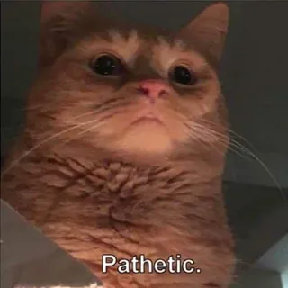 😌 e37a4d92 Pathetic. gatto, patetico, meme, animale, gatto arancione, animale domestico telegram sticker