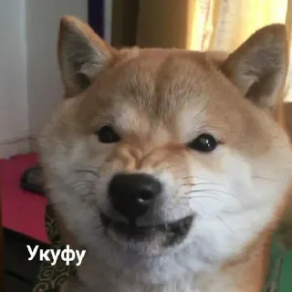 😠 e5576eb1 Укуфу cane, arrabbiato, meme, shiba inu, animale, divertente telegram sticker