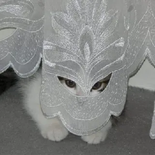 🕵️‍♀️ ee85a90a gatto, gattino, gatto bianco, che sbircia, tende, animale, carino telegram sticker