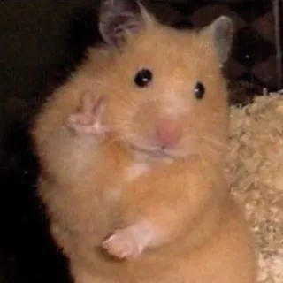 😊 feefc965 criceto, animale, roditore, carino, divertente, segno di pace, animale domestico telegram sticker