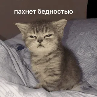 🧐 ff8d3142 пахнет бедностью gatto, gattino, meme, russo, povertà, divertente, animale telegram sticker