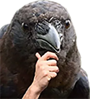 thinking whatsapp stickers