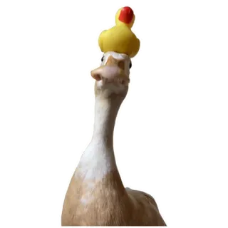 🦆 6d5de271 canard, animal, oiseau, mignon, drôle telegram sticker