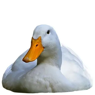 Three hundred ducks whatsapp stickers