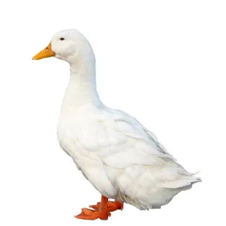 🦆 8186f7f3 canard, oiseau, volatile aquatique, blanc, animal telegram sticker