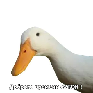 🦆 f9875891 Доброго времени СУТОК! canard, salutation, animal, oiseau telegram sticker
