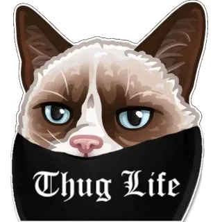 😠 abe723b2 Thug Life แมว, นักเลง, มีม, สติกเกอร์ telegram sticker