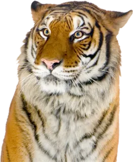 tigger whatsapp stickers