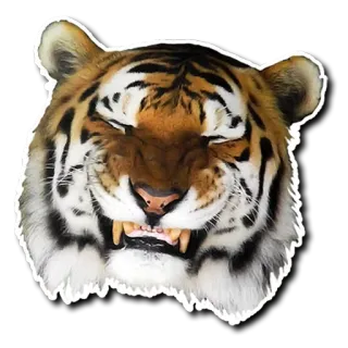 😚 8870e606 tygrys, zwierzę, ssak, dzika przyroda, naklejka telegram sticker