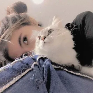 ☁️ 87710534 gato, mulher, selfie, animal de estimação, amizade, interior, fofo, animal telegram sticker