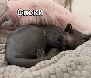 😴 49b871db Споки gato, animal, animal de estimação, gato sem pelo, sphinx, dormindo telegram sticker
