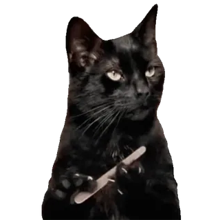 💅 1b1403ea Katze, schwarze Katze, Messer, lustig, Meme whatsapp sticker