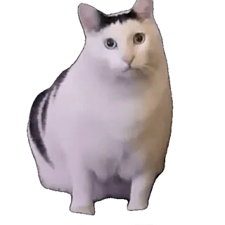 😾 50b0aee5 Katze, weiße Katze, Beluga Katze, Meme, Tier whatsapp sticker