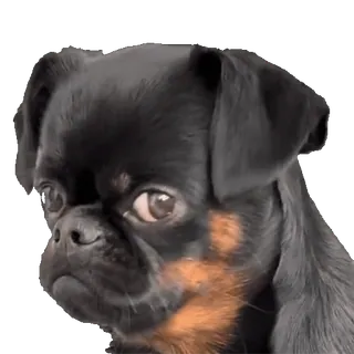 🐶 624dd087 Hund, Haustier, Brüsseler Griffon, Tier, grimmig, süß whatsapp sticker