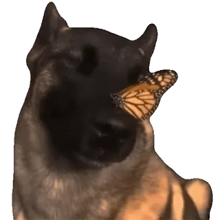 🦋 a24f3c92 Hund, Schmetterling, Tier, Monarchfalter, Natur whatsapp sticker