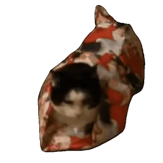 🎁 ecf3cd84 Katze, lustig, Meme, süß, Tier whatsapp sticker