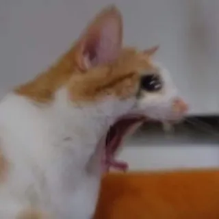 🌟 31930f20 kot, ziewanie, zwierzak, zwierzę telegram sticker