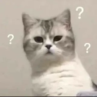 🙃 460cab58 kot, pytanie, zdezorientowany, zwierzę, zwierzak, mem telegram sticker