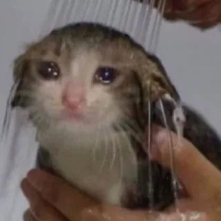 🌟 8438130e kot, smutny, prysznic, mokry, kociak telegram sticker