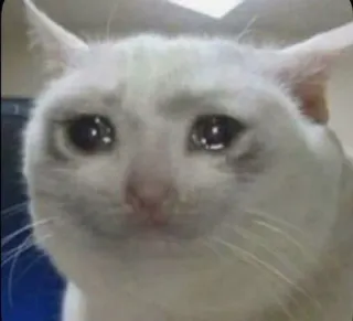 🌟 8fa4202f kot, smutny, płaczący, mem, zwierzę telegram sticker