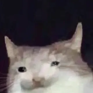😭 998a88ac kot, zwierzę, zwierzak, mem telegram sticker