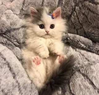 🙀 bcad1479 kociak, kot, puszysty, zwierzę domowe, słodki, zwierzę telegram sticker