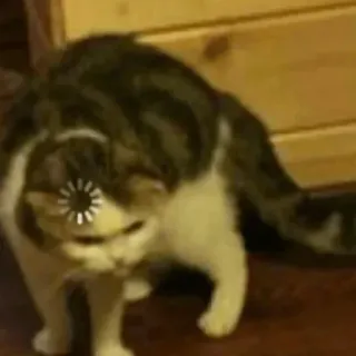 🤨 c16969d9 kot, ładowanie, mem, internet, czekanie telegram sticker