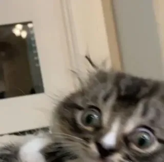 😨 efc797d6 kot, kociak, zwierzę domowe, zwierzę, słodki telegram sticker