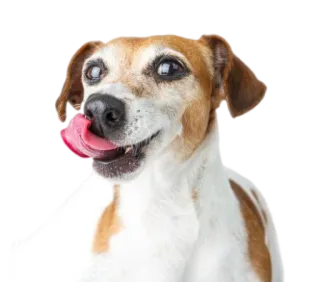 😋 0f42a89e chó, động vật, thú cưng, liếm, vui vẻ, dễ thương telegram sticker